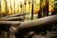 a group of trees that have fallen down in the forest with moss growing on them