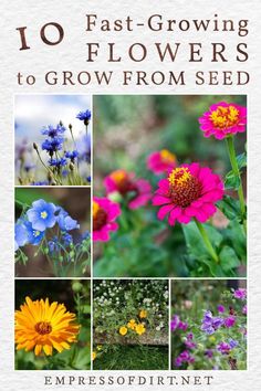 the cover of 10 fast growing flowers to grow from seed