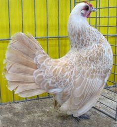 a large white chicken standing next to a cage