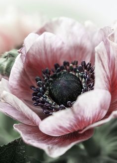 a pink flower with green leaves in the middle and dark center, surrounded by other flowers