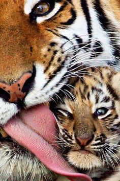 an adult tiger and two baby tigers with their tongue hanging out to each other's mouths