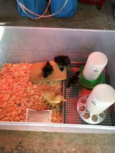 an animal in a cage with food and water