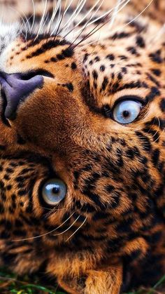 a close up of a cat laying on the ground with its eyes open and tongue out