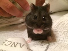 a small hamster sitting on top of a bed next to someone's hand