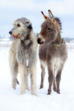 two donkeys standing in the snow with their mouths open and one looking at the camera