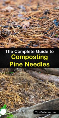 the complete guide to composting pine needles