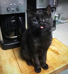 a black cat sitting on top of a wooden counter next to a toaster oven