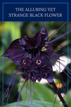 This pin showcases the intriguing black flower known for its captivating beauty and eerie charm. Perfect for those looking to explore unusual plants and unique flowers to enhance their garden aesthetic.