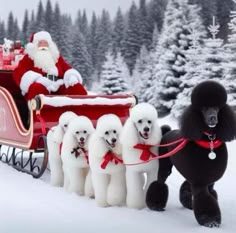 a group of poodles being pulled by santa claus on a sleigh