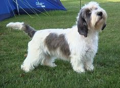 a small dog standing on top of a lush green field next to a blue tent