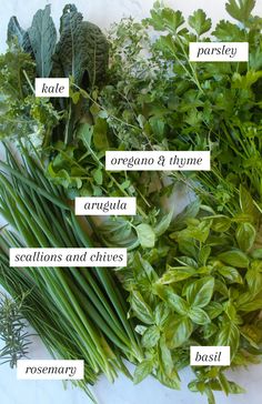 an assortment of herbs on a white surface with words labeled in english and latin writing