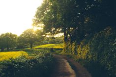 a dirt road surrounded by trees and yellow flowers