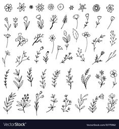 various hand drawn flowers and plants