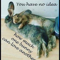 two rabbits laying on top of each other with the caption you have no idea how much one bunny can be another