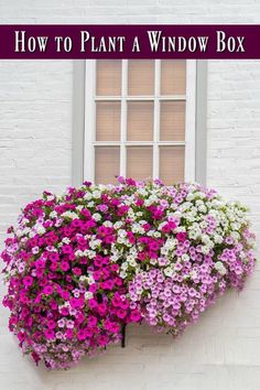 a window box filled with purple and white flowers