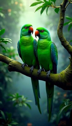 two green birds sitting on top of a tree branch