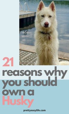 a white dog sitting on top of a dock next to the ocean with text overlay that reads 21 reasons why you should own a husky