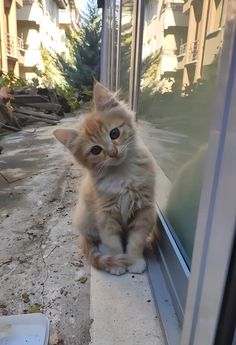 an orange cat sitting on the edge of a window sill next to a door