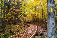 a wooden path in the middle of a forest with lots of leaves all over it