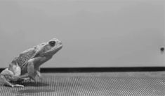 a black and white photo of a frog on the ground