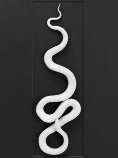 a white snake hanging from the side of a door