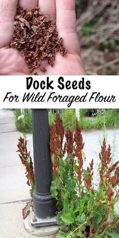 a hand is holding up some plants in front of a lamp post with the words dock seeds for wild - foraging tour