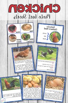 chickens and hens are shown in this printable photo task for students to learn how to