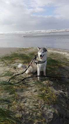 a husky dog sitting on the beach with his leash tied to it's neck