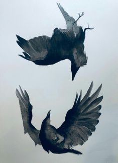 two black birds are flying in the sky