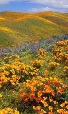 a field full of yellow and purple flowers on top of a green hillside with hills in the background