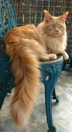 an orange cat sitting on top of a blue chair with its tail curled in the air