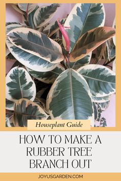 houseplant guide how to make a rubber tree branch out of it's leaves