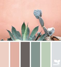 an image of a color palette with cactus and succulents in the background