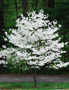 a tree with white flowers in the middle of a park next to a paved road