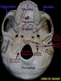 the bones are labeled in several different languages, including words and pictures that describe them