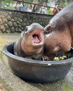 a hippopotamus sticking its head into a bowl