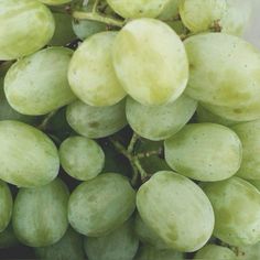 the green grapes are ready to be picked