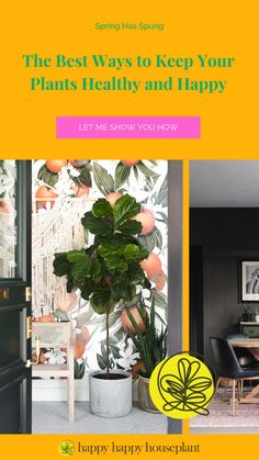 Houseplant Help, Foliage, Monstera help, foliage, botanical, house decor, planting flowers, potted plants, indoor plants, best inside plants, gnats, how to get rid of gnats, spring cleaning, plant help, fertilizer houseplantdecor, houseplantasthetic,houseplantsindoor, houseplanthelp, pottedplants, plantsmama, plantfamily, plantsinbedroom, plantsinlivingroom,popularplants, succulents, Indoor, Decor, Pretty, Hanging, Pottedplants,  plantshelves, howtodecoratewithplants, Plantstand, Pothos Indoor Plants Nontoxic To Pets, How To Care For Philodendron Houseplant, Best Indoor Plants Safe For Cats, Safe Houseplants For Cats, Spring Checklist, Non Toxic House Plants Cat, Healthy And Happy