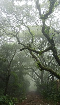 a dirt road surrounded by trees in the foggy forest with lots of green leaves on it