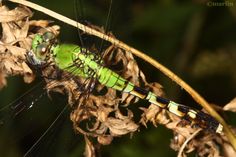 a green and black insect sitting on top of dry leaves