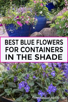 Best Blue Annuals For Shade (Flowers For Pots) Shade Flowers For Pots, Annuals For Shade, Flowers For Pots, Plants For Containers, Blue Flowering Plants, Purple Perennials, Pleasure Garden, Pastor Anniversary, Patio Walkway