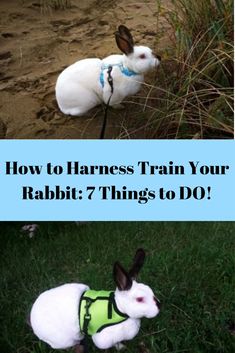 a rabbit wearing a harness sitting in the grass with text overlay reading how to harness train your rabbit 7 things to do