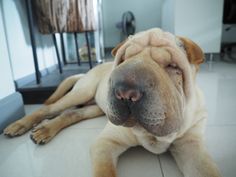 a large brown dog laying on top of a white tile floor next to a window