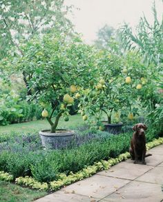 a dog sitting in the middle of a garden with lemons on trees and bushes