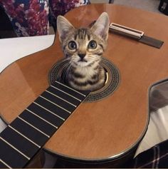 a cat sitting on top of a guitar with its head stuck in the back of it