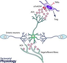 image The Immune System, Home Decor Decals