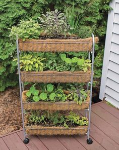 a metal rack filled with lots of plants