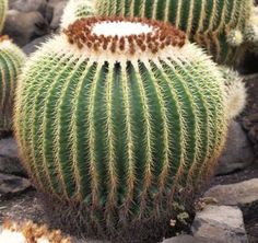 several green and white cactus plants with rocks in the background