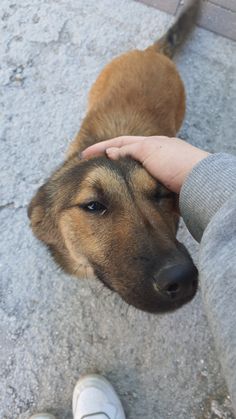 a person petting a dog on the nose with their hand over it's head