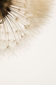 a dandelion is blowing in the wind on a white background with room for text